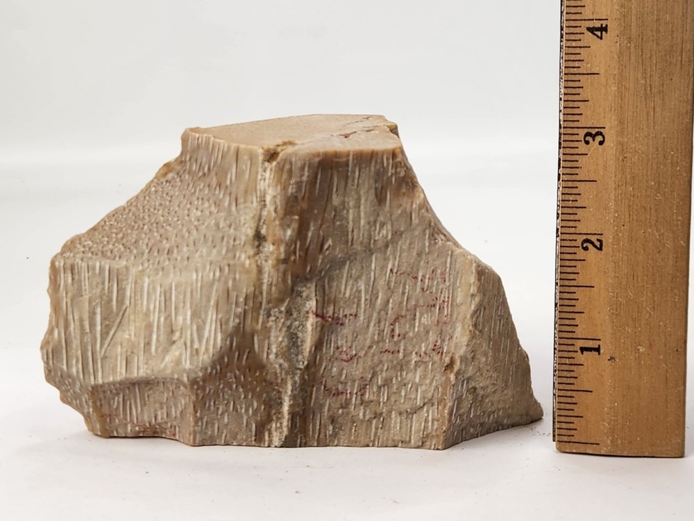 Petrified Wood Section - Unknown Age and Locality - Likely Texas