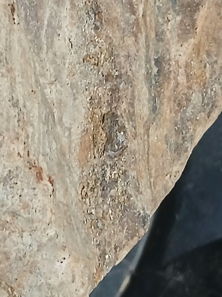 Fossilized, wood that contains gold