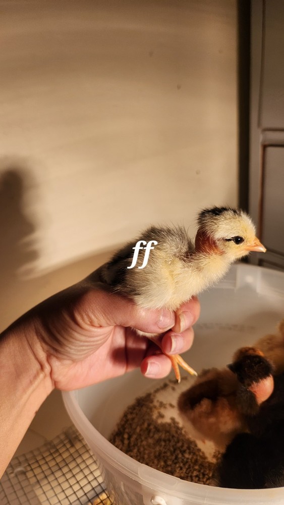 18 Nacked Neck Chicken Hatching Eggs