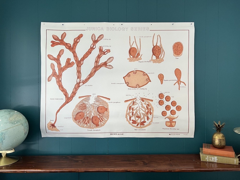 Vintage Science Biology Classroom Chart Poster - Apple Blossom & Brown Algae