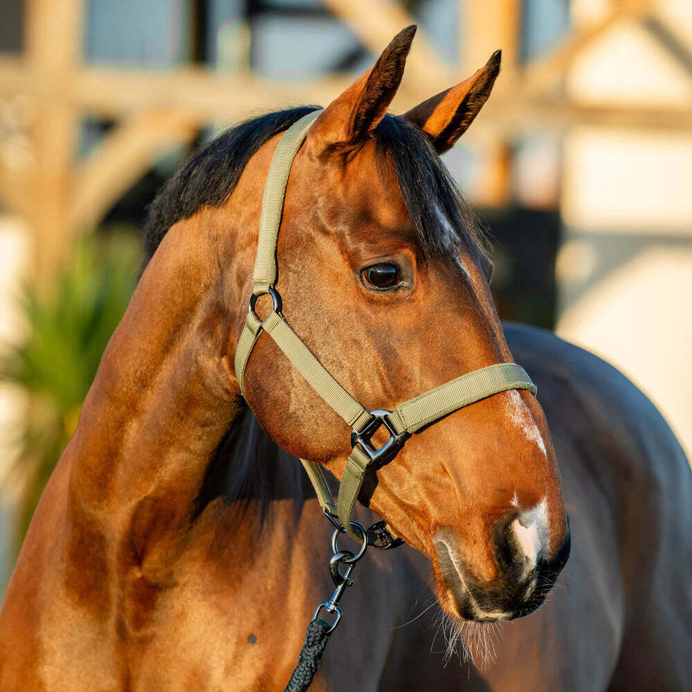 Amigo Headcollar & Leadrope