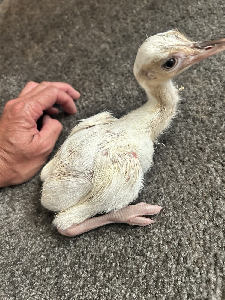 2 Rhea Hatching Eggs