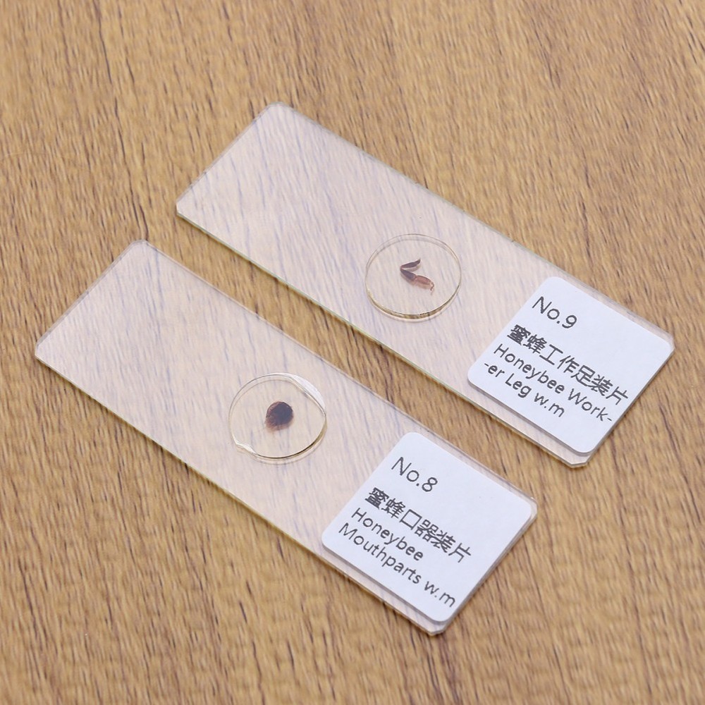 10 PCS/Set Microscope Slide Kit Microscopic Lab Kids Slides with Specimens