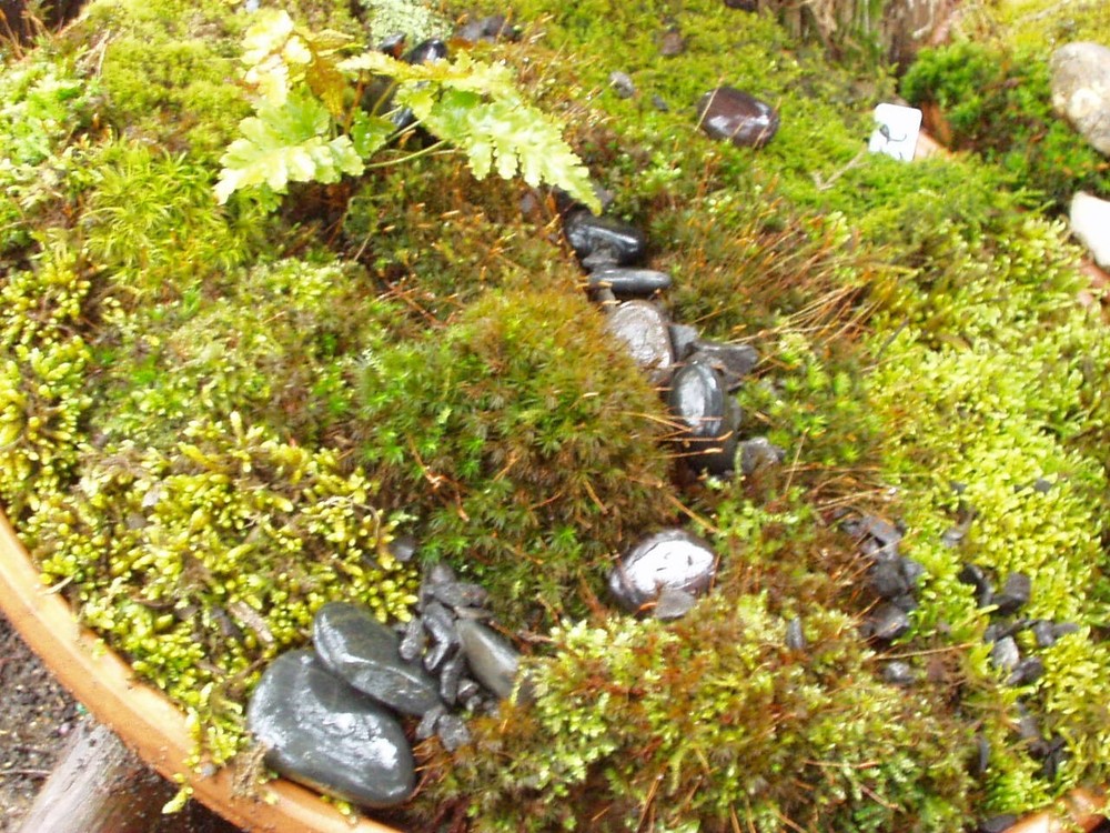 Mixed Flats of Moss