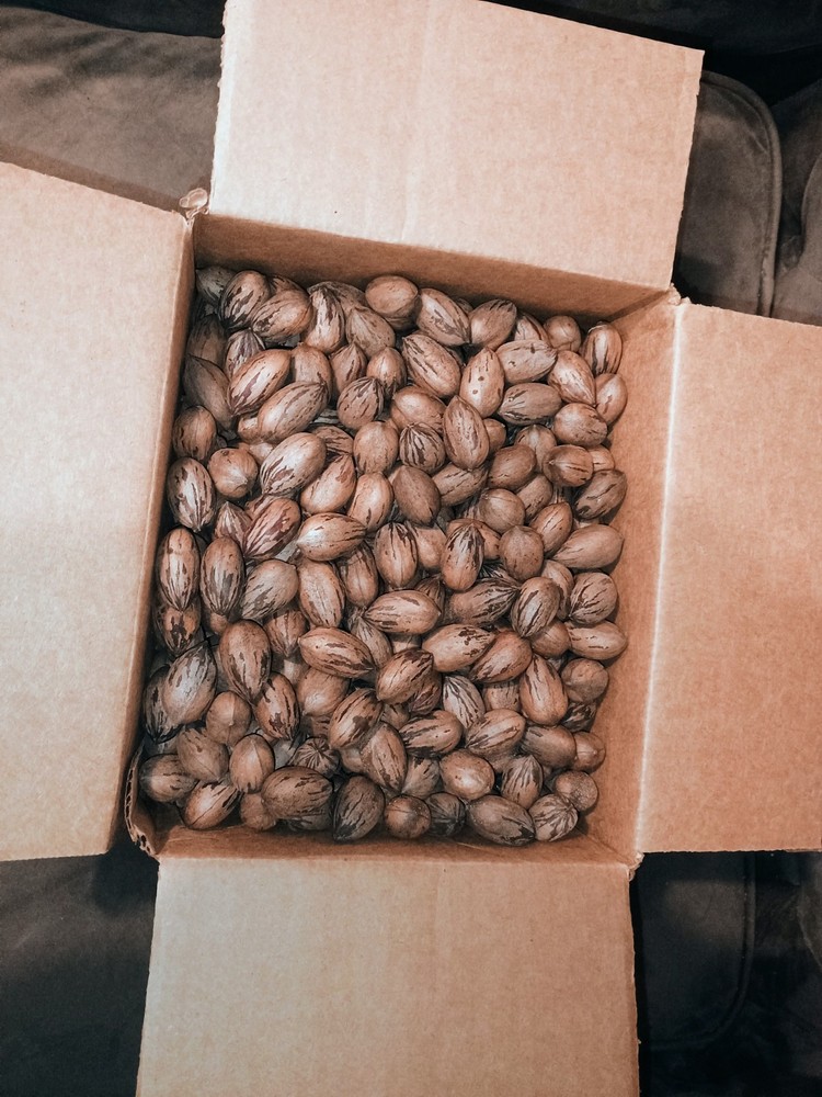 5 lbs 2025 Stock Georgia pecans