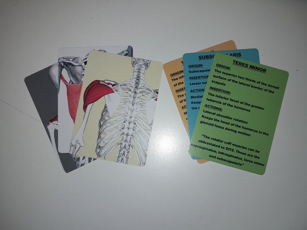 Muscle anatomy flash cards