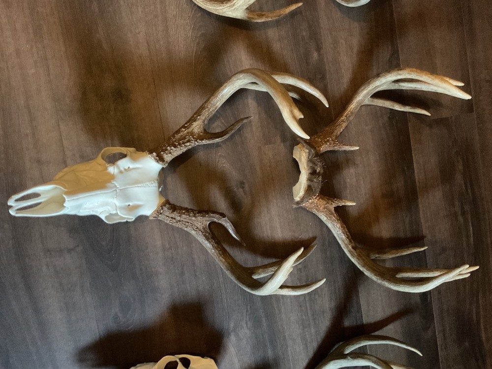whitetail deer antlers