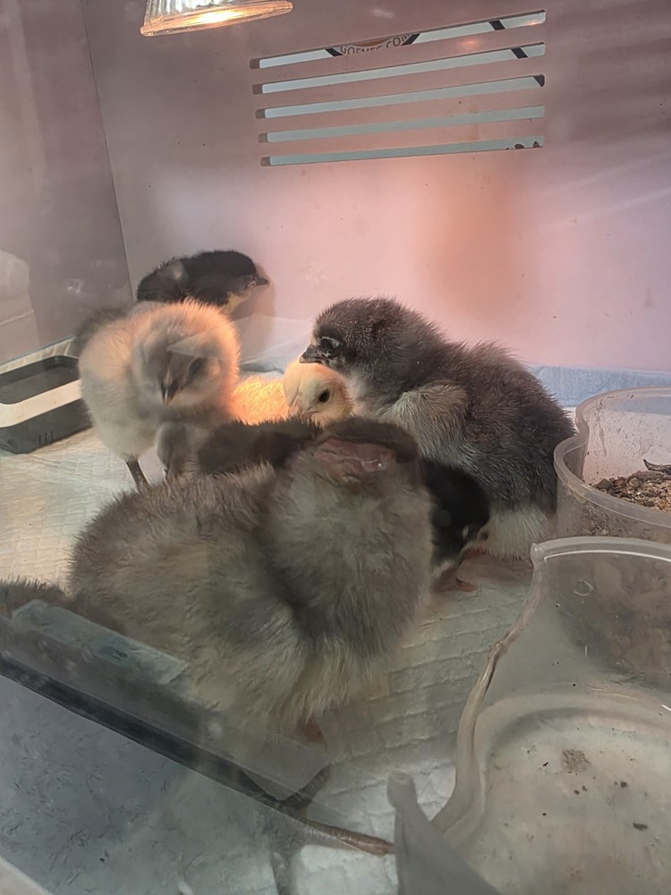 6+ F4 Generation Olive Hatching Eggs – BCM 2nd Gen Breed Back/ Silverrudd Splash