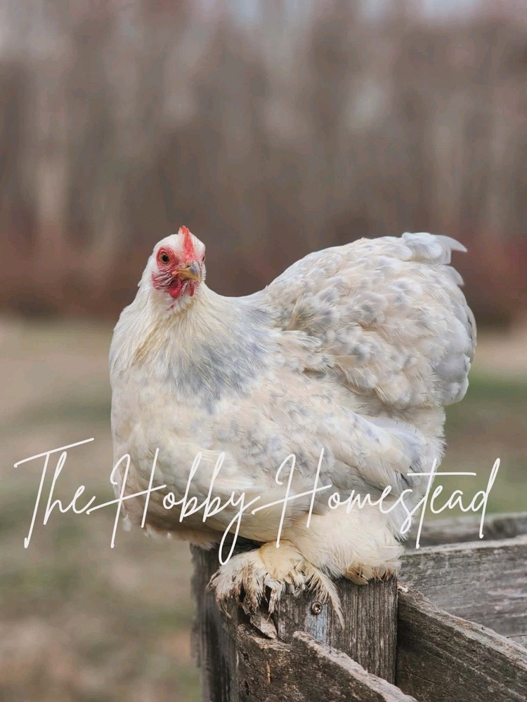 6 Calico Cochin Bantam Hatching Eggs