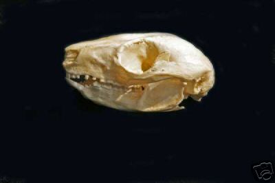 RING-TAIL POSSUM   SKULL   REPLICA