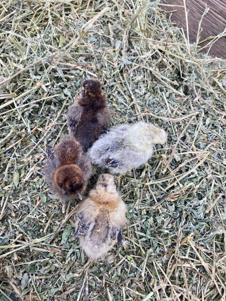6 Purebred Bearded Silkie Hatching Eggs