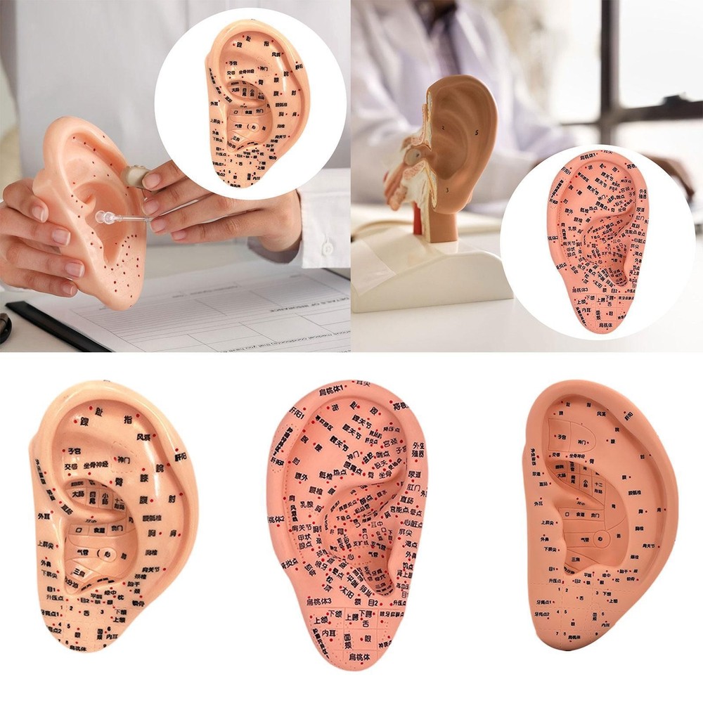 Ear Model Lab Supplies Multipurpose Reflexology Acupoint Learning Display