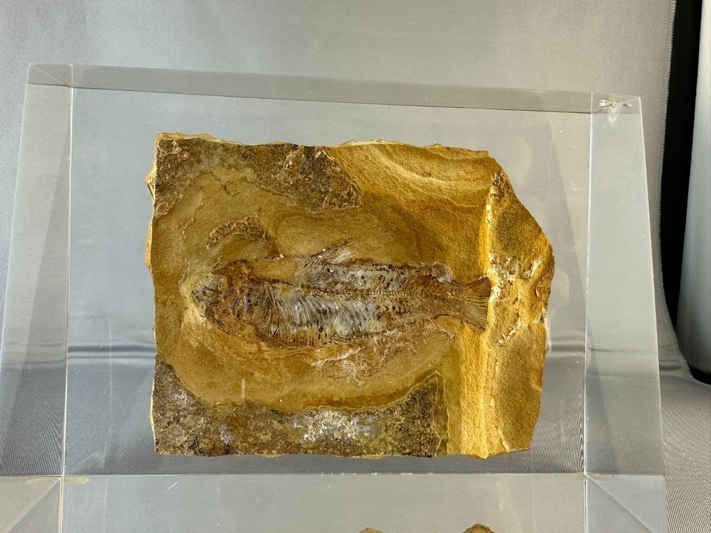 🦴 Fossilized Fish in Stone Matrix 🐟 | Authentic Prehistoric Specimen | Display