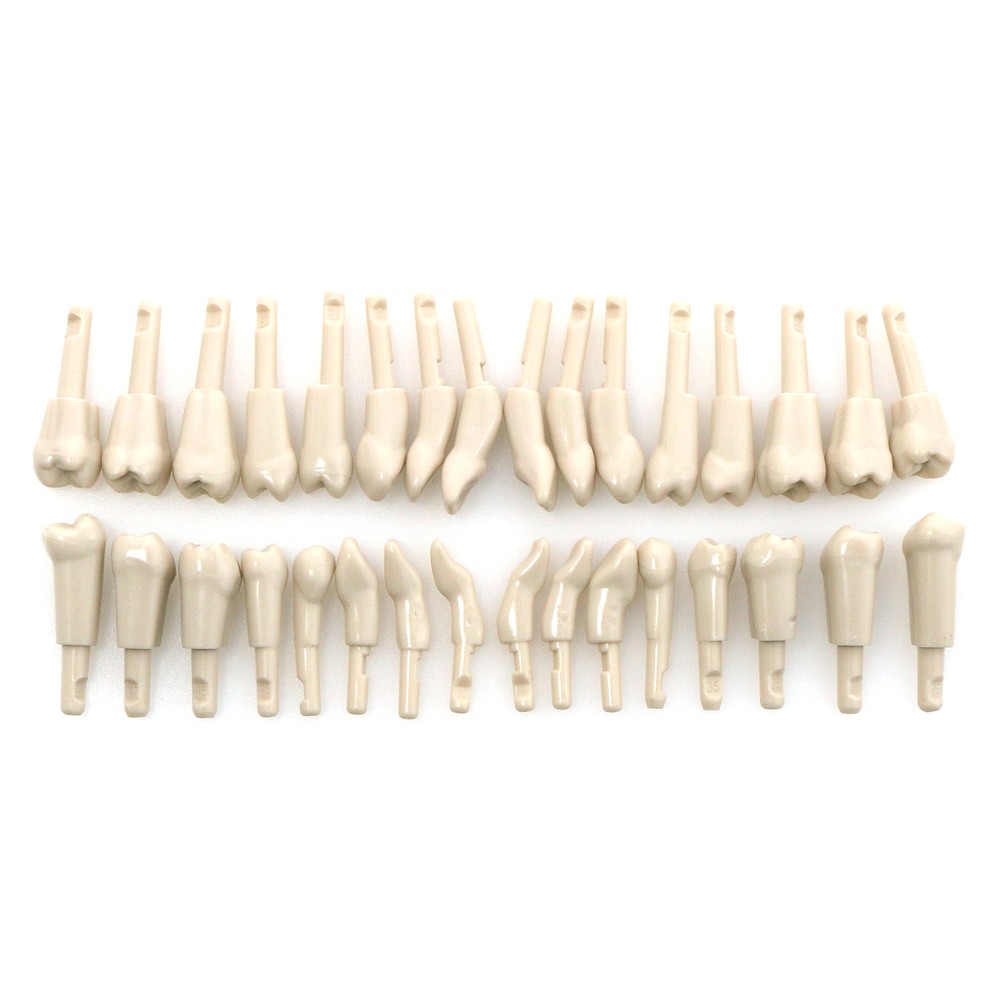 Dental 32 Pcs Tooth Model fit for KaVo Basic Model Teeth Retention Mechanism