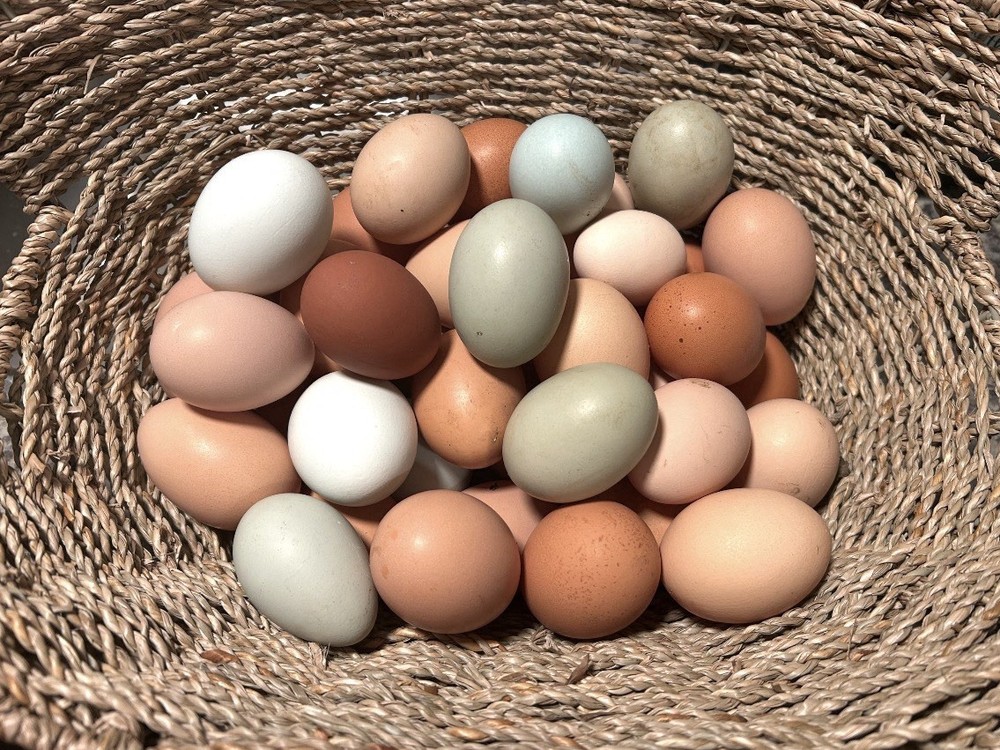 12 Rainbow Barnyard Mix Hatching Eggs