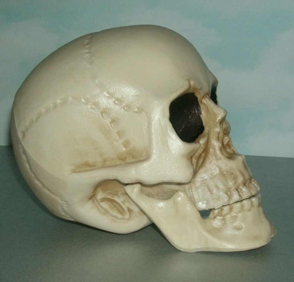 Life Size Human Skull Plastic Replica Bonehead - Man Cave Decor Accessory Prop