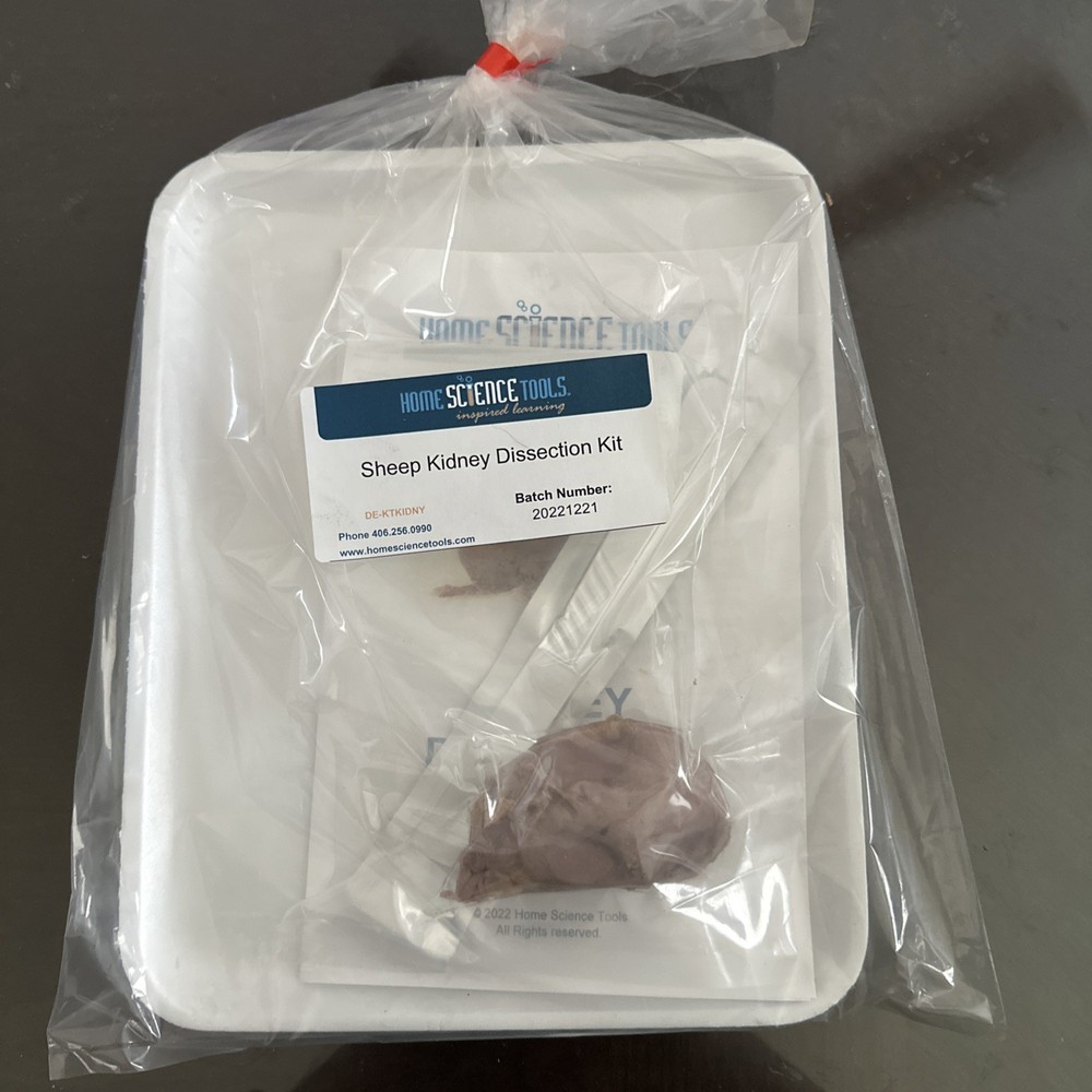 Sheep Kidney Dissection Kit
