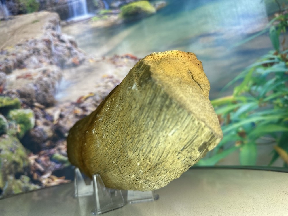 unique Petrified Palm Wood Slab