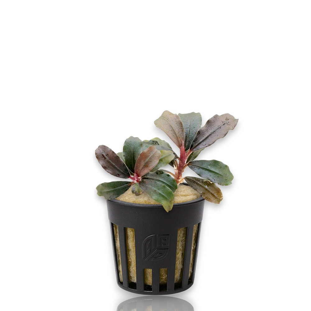 Bucephalandra Brownie Kapuas