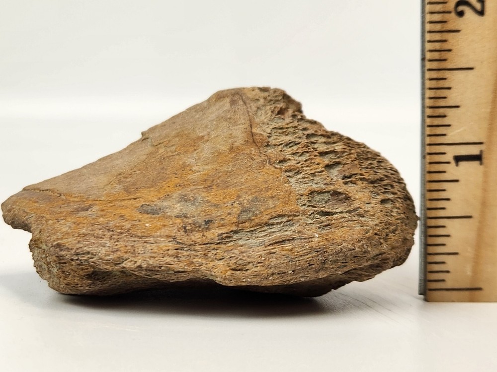 Edmontosaurus Dinosaur Bone Fossil - Hell Creek Fm.
