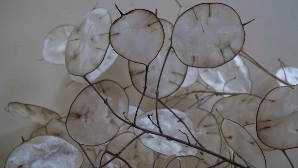 Dried Lunaria Stems with "Silver Dollar" Silicles, Several Stem Lengths