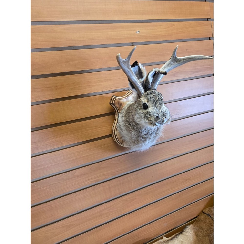 FHJK5 - Jackalope Head Taxidermy Mount
