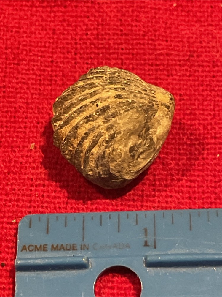 prehistoric Sea animals, Fossilized