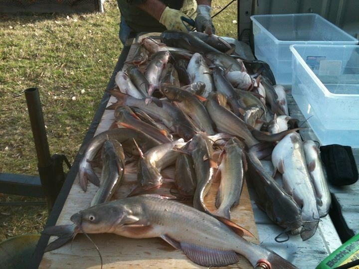 Catfish Crack