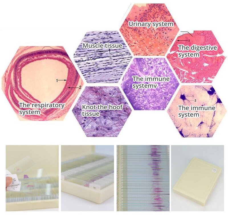 100PCS Mammal Tissue Sections Histology Prepared Specimen Microscope Slides