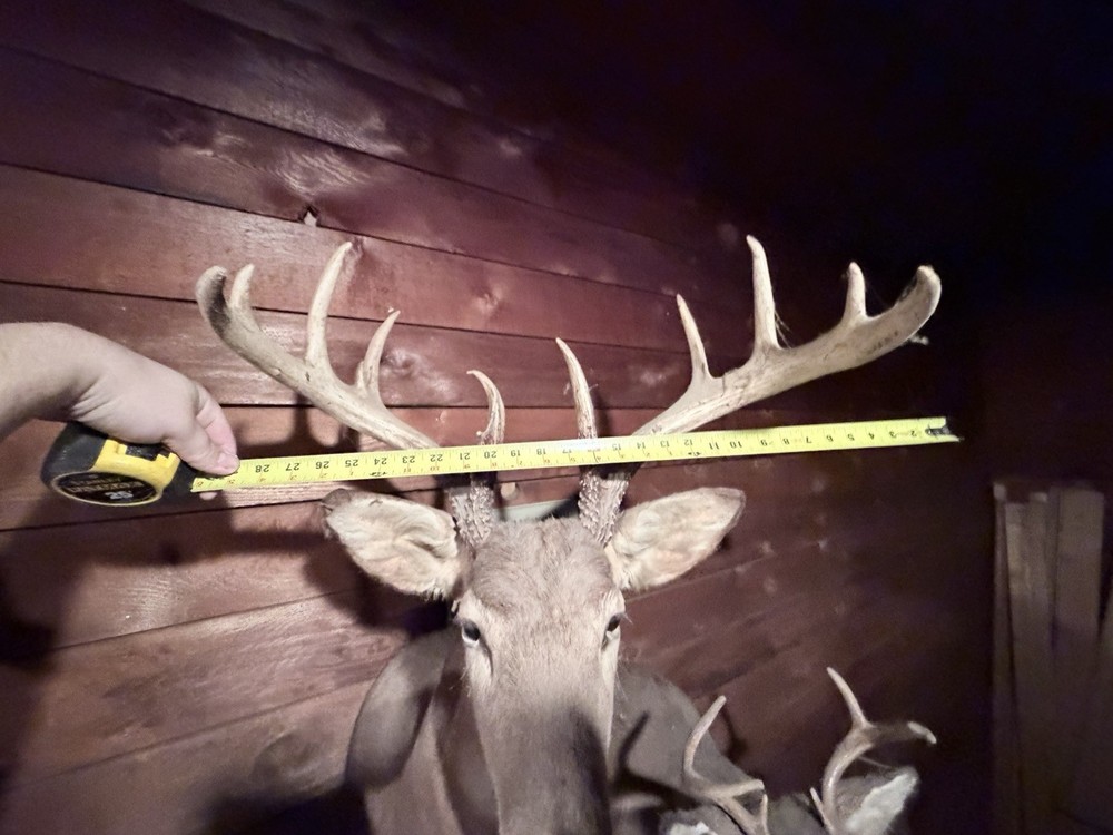 Deer Mount