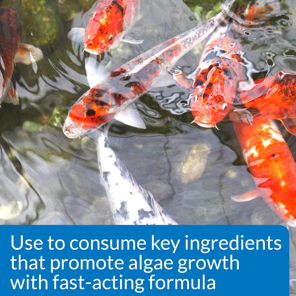 API Pondcare Simply Clear, 32-Ounce