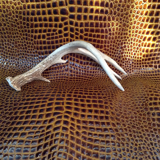 Vintage 8 pt Antler