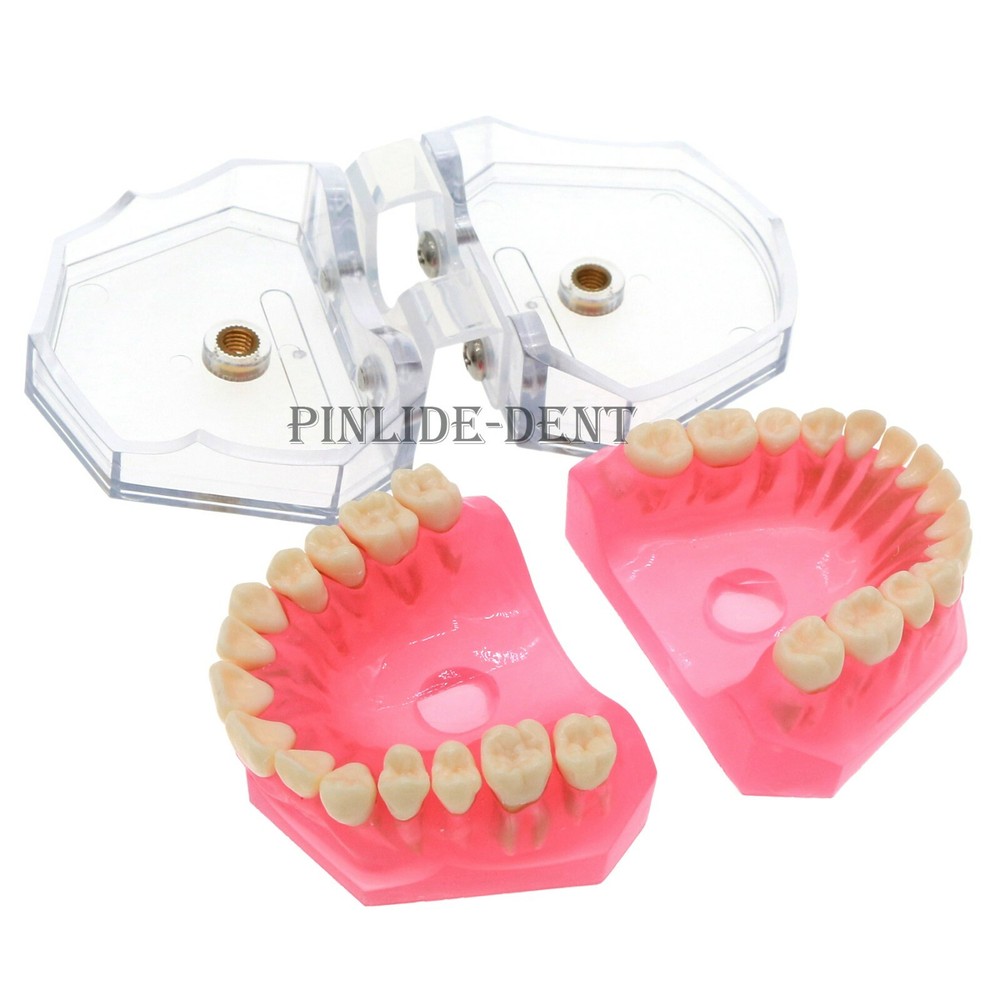 Dental Typodont Practice Study Standard Teeth Model Soft Gum Simulation Cheek