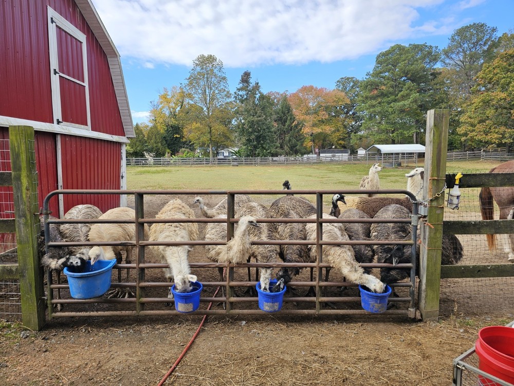 2 Emu Hatching Eggs White Blonde Normals