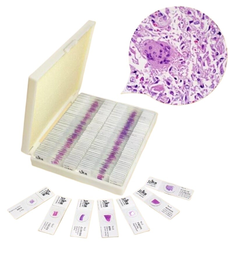 100PCS Mammal Pathological Section Typical Prepared Specimen Slides