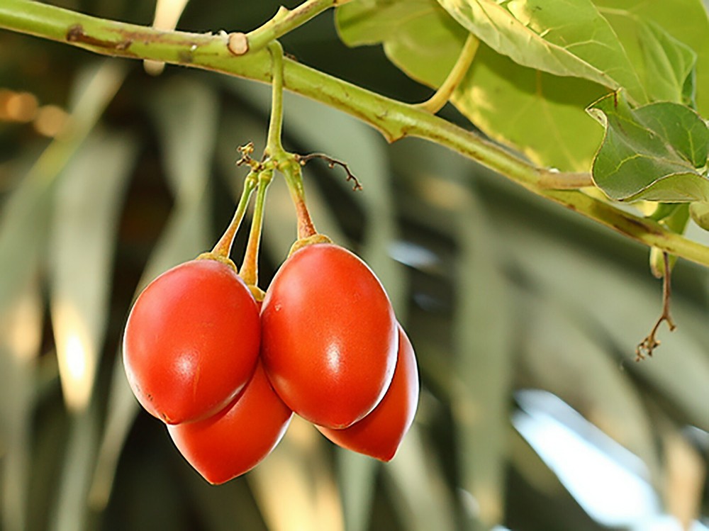 Tamarillo, (Tree Tomato), Cyphomandra betacea, Tree Seeds