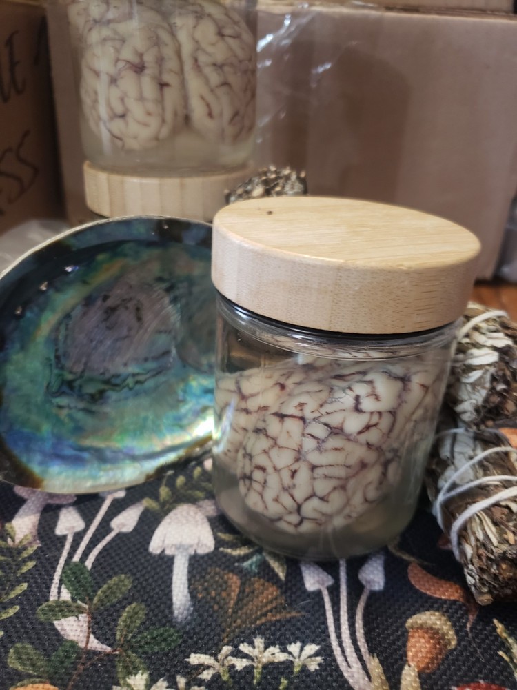 Sheep Brain Wet Specimin