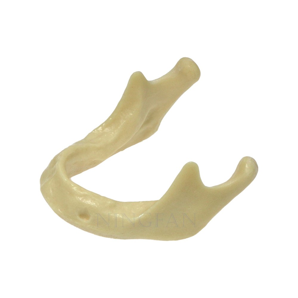 Dental Implant Practice Model, Lower Jaw Drilling, Maxillary Sinus Lifting Type