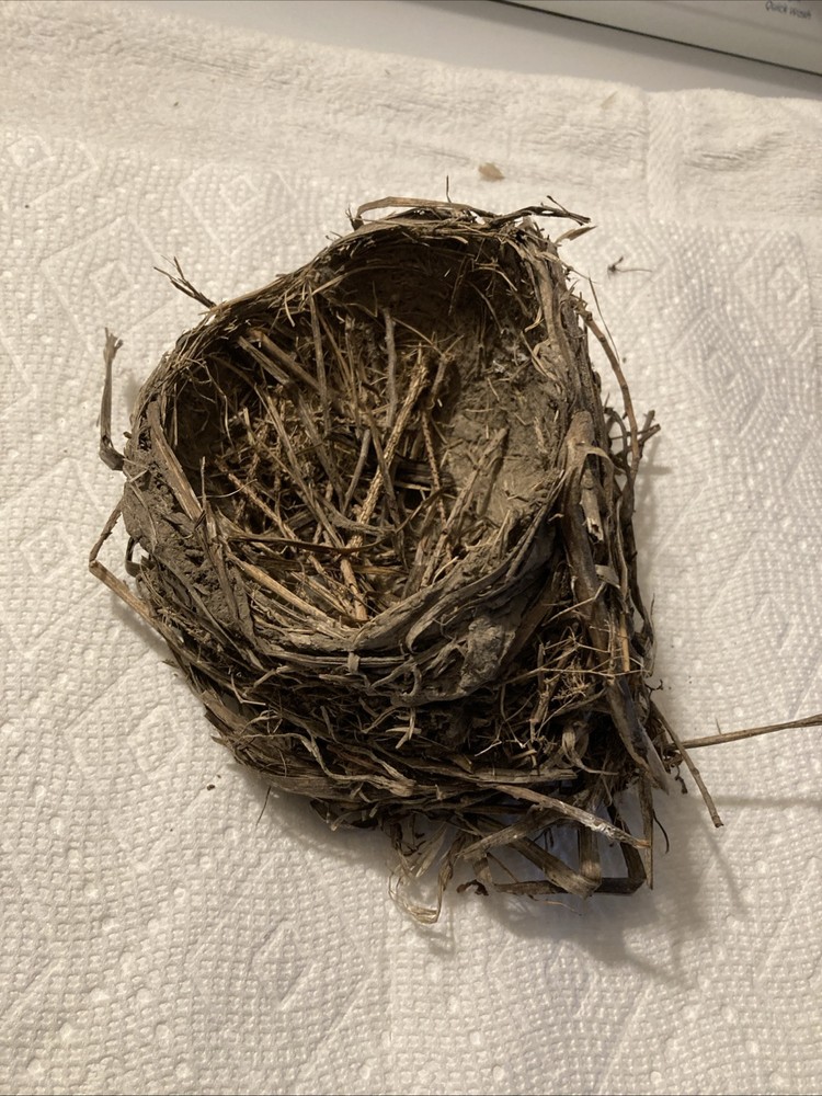 Bird nest