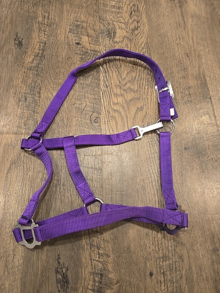 Horse Halter