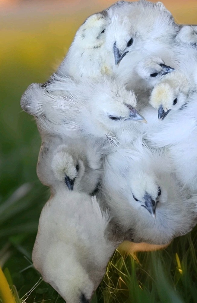 18 Silkie Hatching Eggs