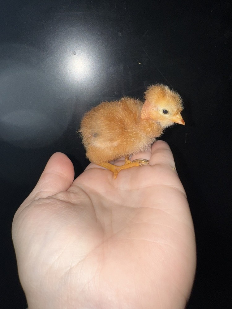 10 “Who’s Your Daddy?” RAINBOW Hatching Chicken Eggs 🤍🌈