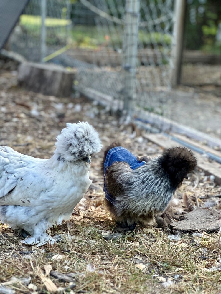 Silkie Hatching Eggs- breeder/show quality