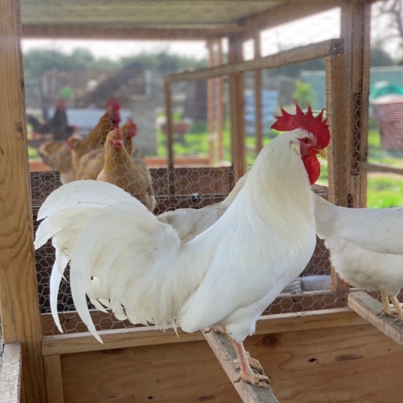 White Leghorn 12+ hatching eggs(Read Description)