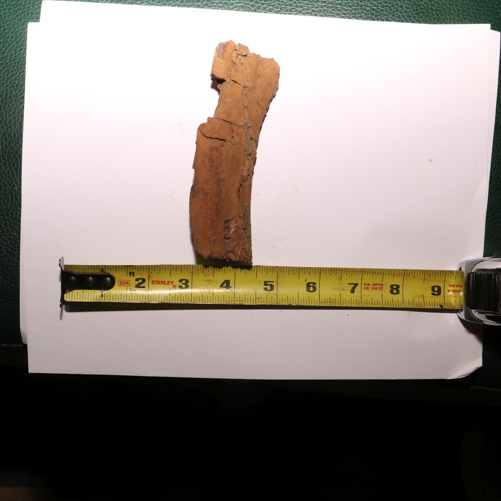 Torosaurus Rib Section - Gorgeous Specimen - Hell Creek Formation Cretaceous