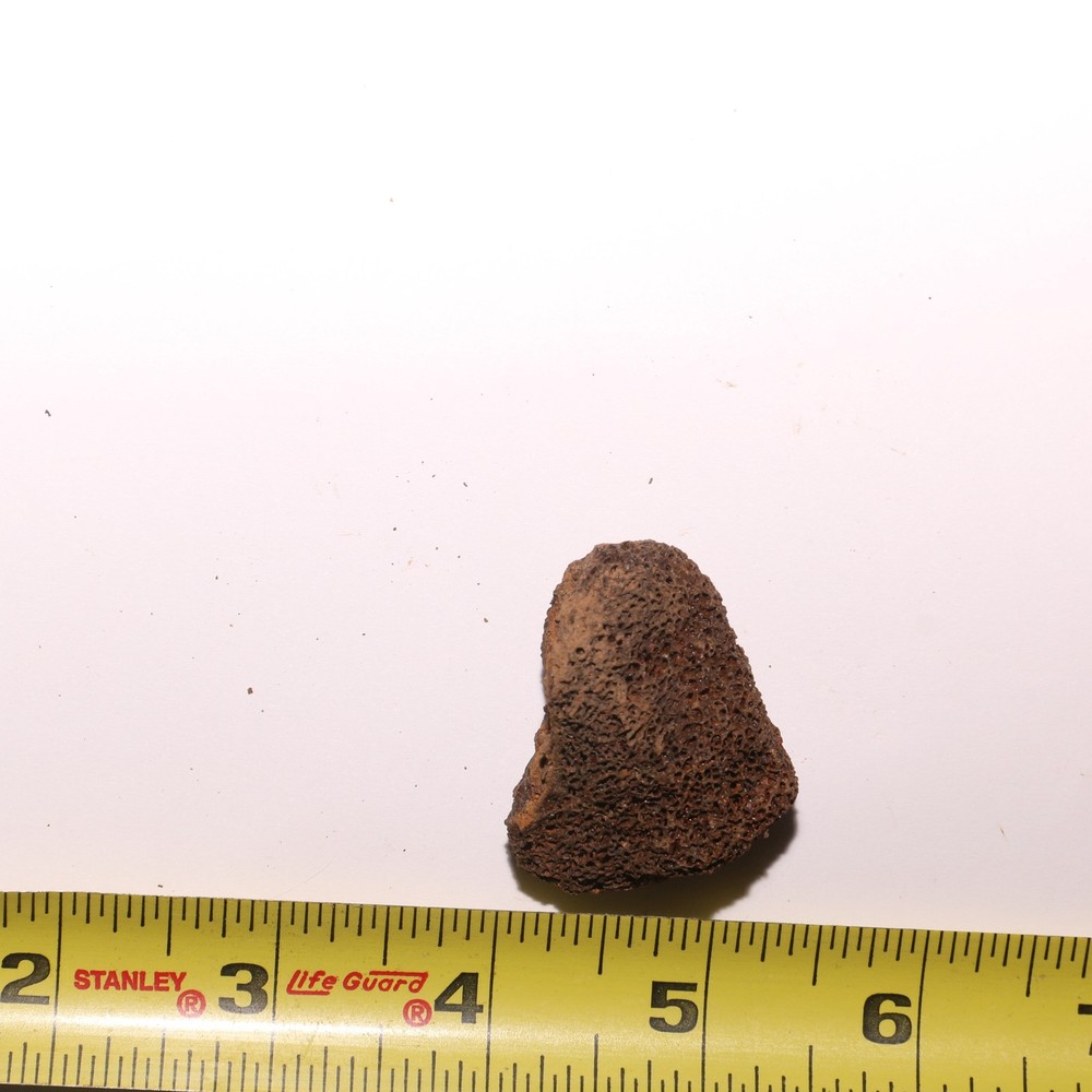 Dinosaur Bone All Marrow - Authentic Fossil Hell Creek Formation Cretaceous