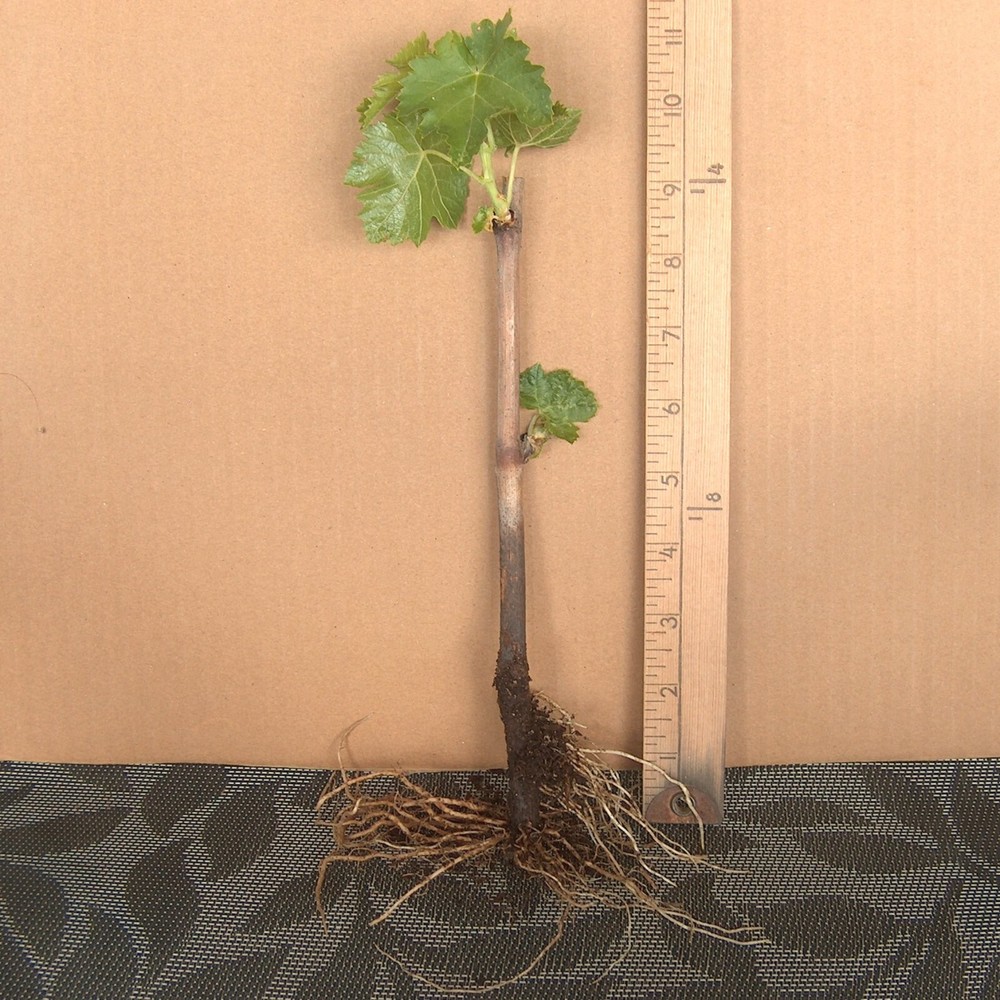 T215A Lady Finger Black Seedless Bare Root Vine Moon Drop Plant Long Table Grape