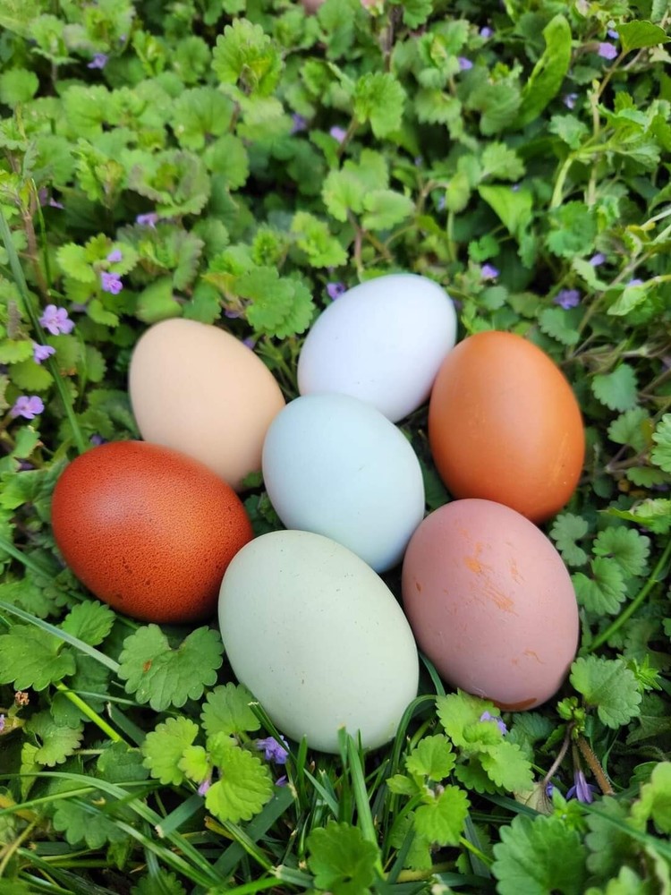 Easter Egger DOZEN HATCHING EGGS  Pink, Blue, Green, Olive, Moss, Chocolate Etc