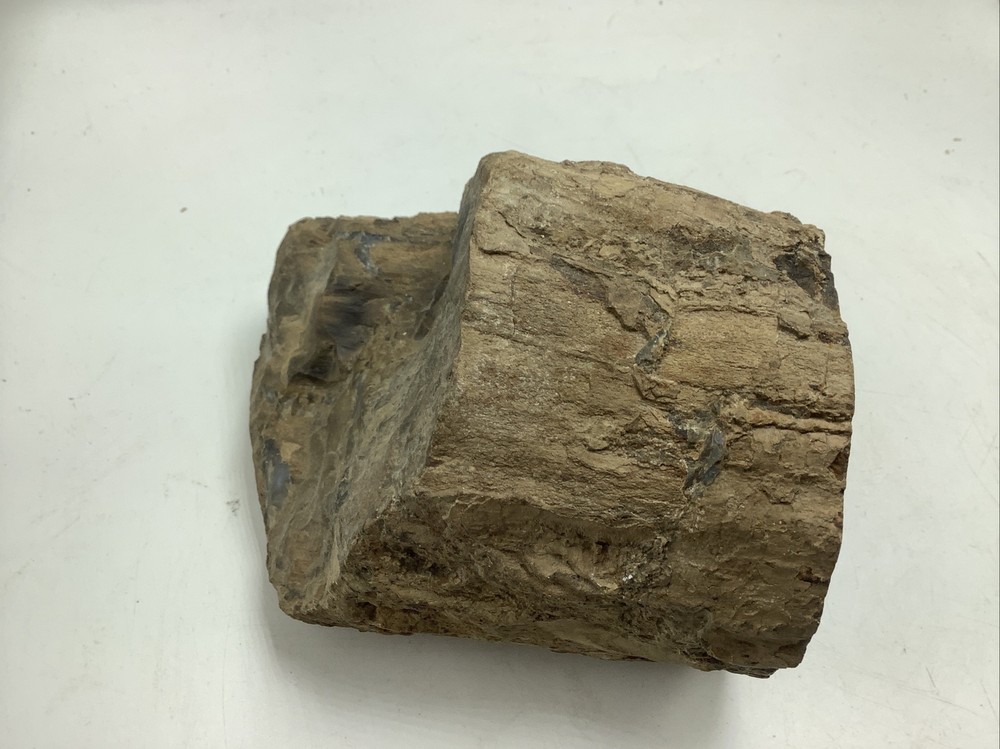 Petrified Wood 5Lbs 14oz