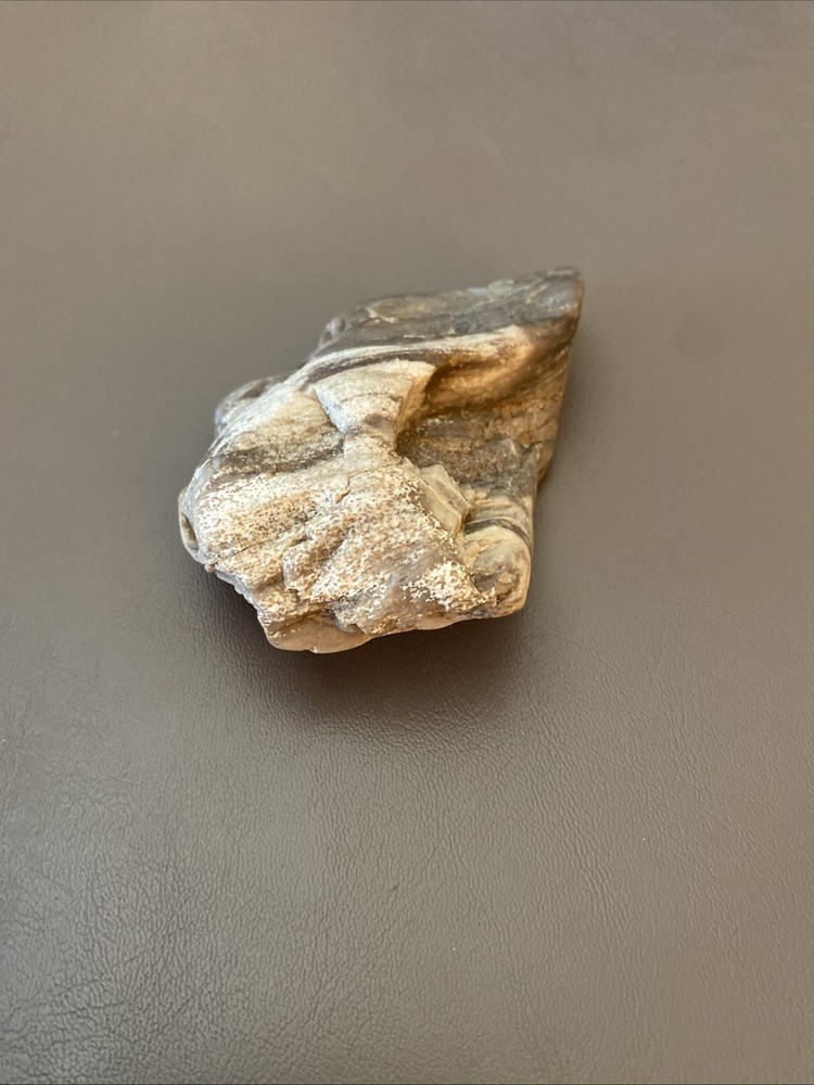 Petrified Wood